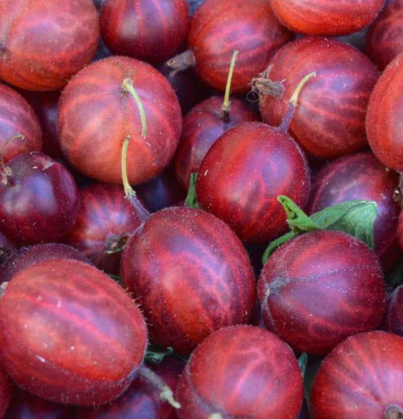 Conjunto de 3 plantas de grosella roja.