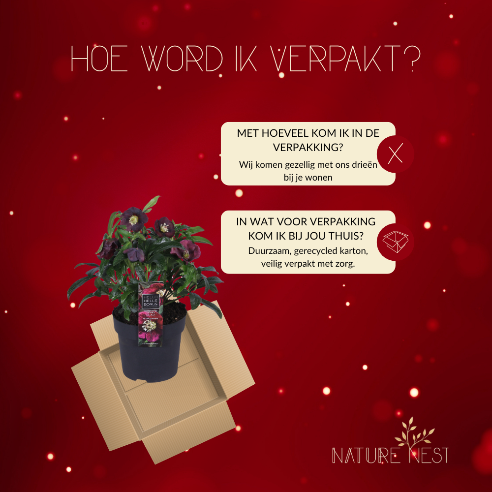 Set of 3 Christmas Rose Specials mix | 3x Helleborus Orientalis | 15 cm Ø | 25 cm ↕