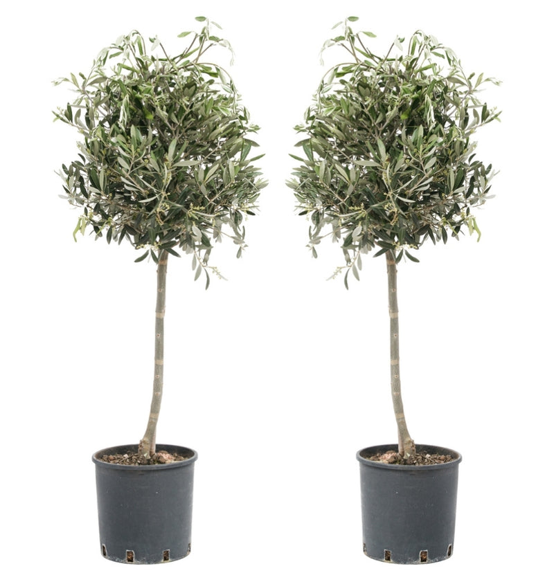 Lot de 2 Oliviers XXL 90-100cm