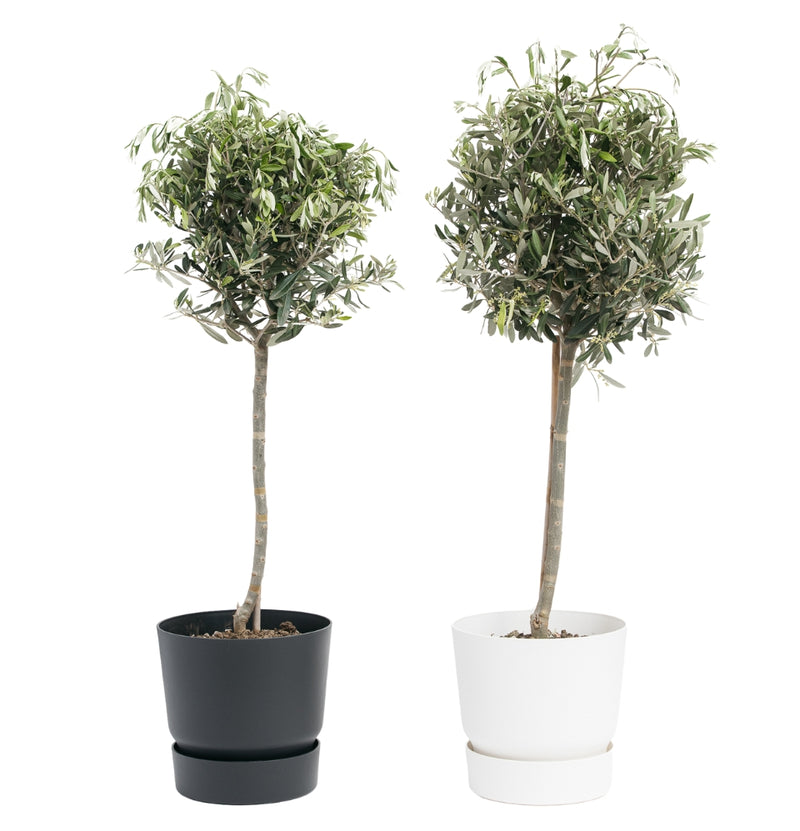 Lot de 2 Oliviers XXL 90-100cm