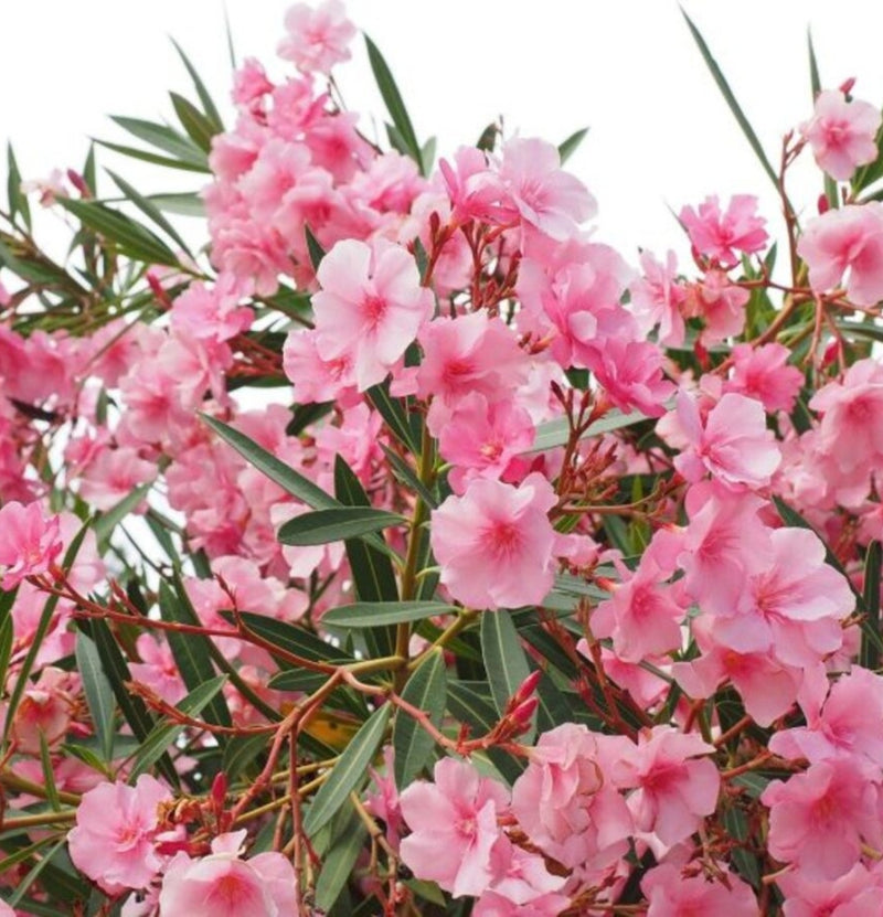 4 Plantas tropicales Nerium Oleander