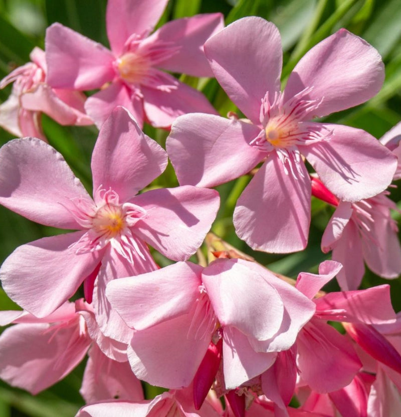 4 Plantas tropicales Nerium Oleander