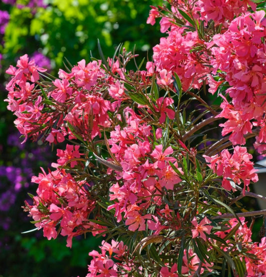 4 Plantas tropicales Nerium Oleander