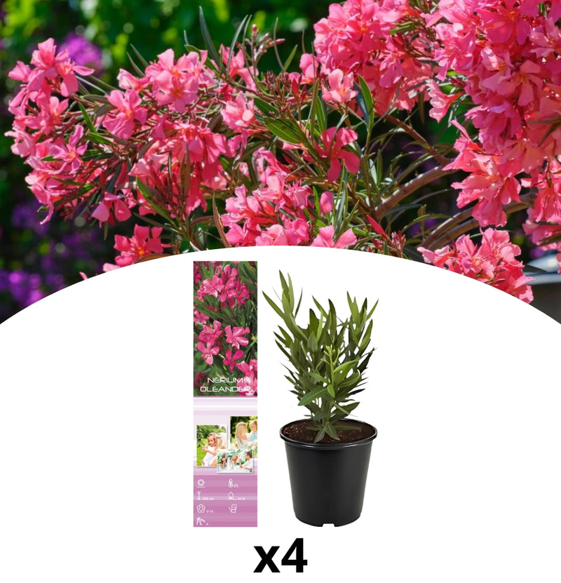 4 Plantas tropicales Nerium Oleander