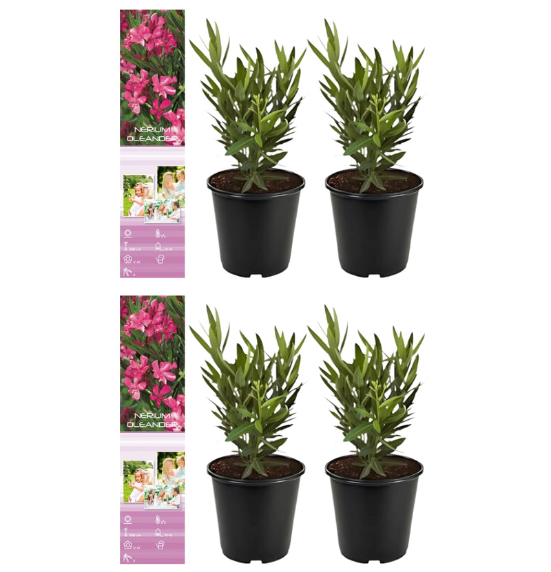 4 Plantas tropicales Nerium Oleander