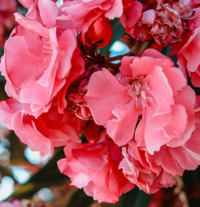 8 Plantas tropicales de Nerium Oleander