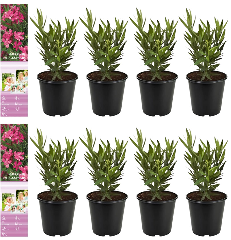 8 Plantas tropicales de Nerium Oleander