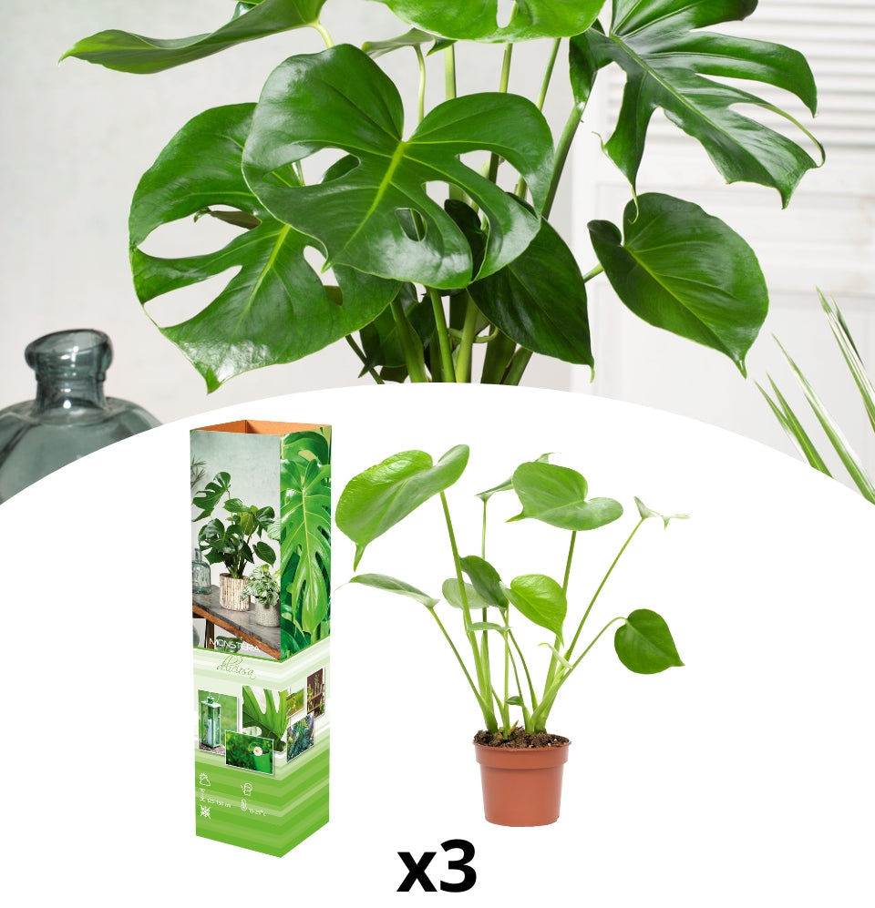 Conjunto de 3 plantas Monstera