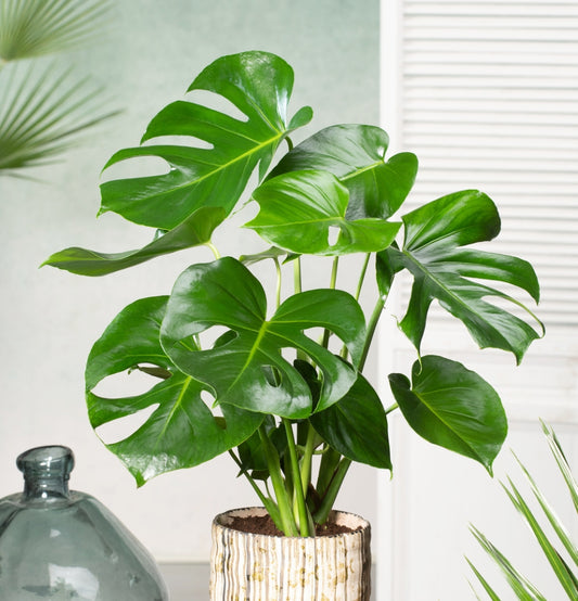 Conjunto de 3 plantas Monstera