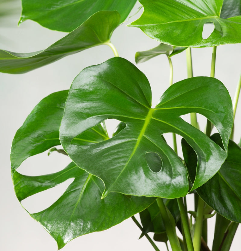 Conjunto de 6 plantas Monstera