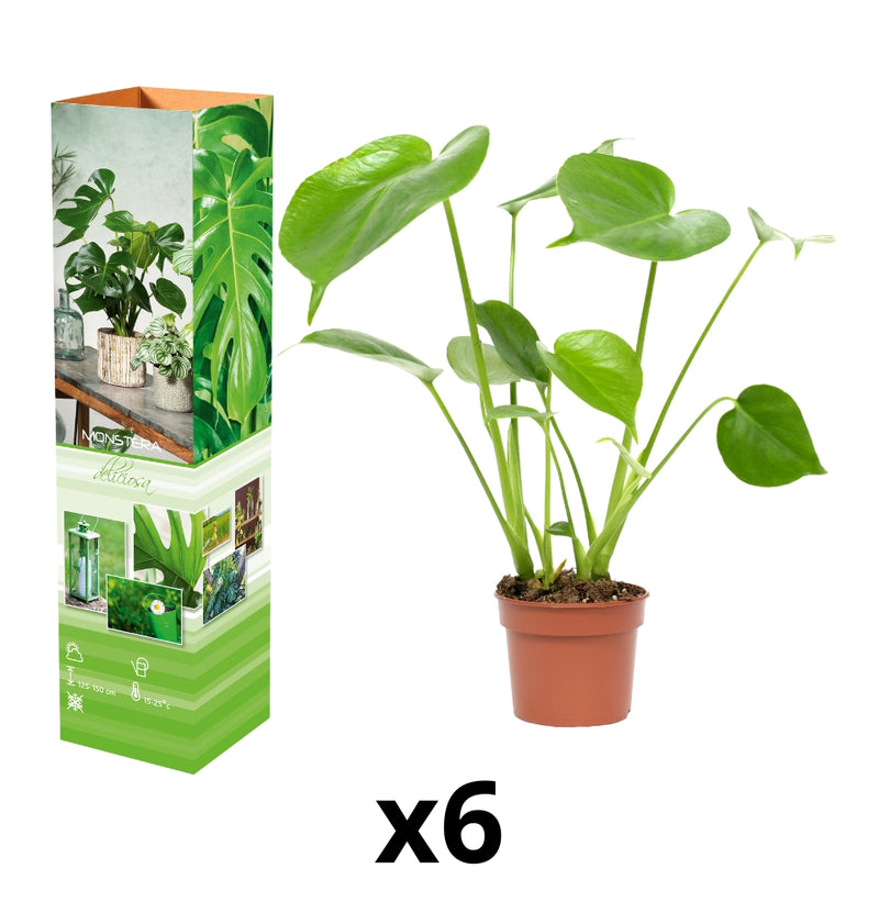 Conjunto de 6 plantas Monstera