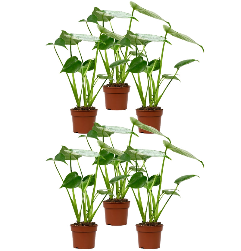 Conjunto de 6 plantas Monstera