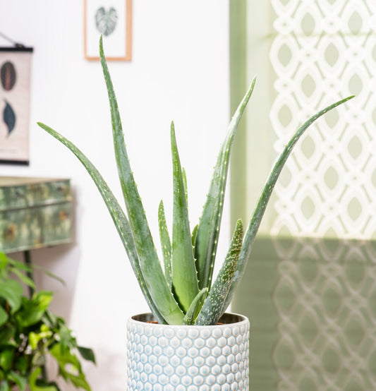 Conjunto de 3 x plantas de Aloe Vera