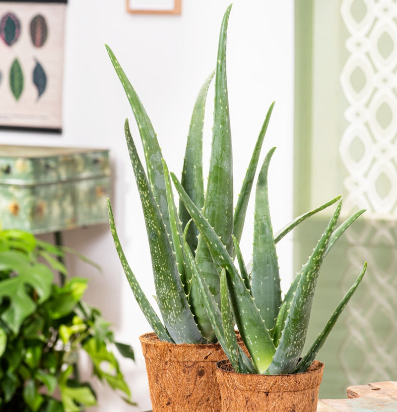 Conjunto de 6 x plantas de Aloe Vera