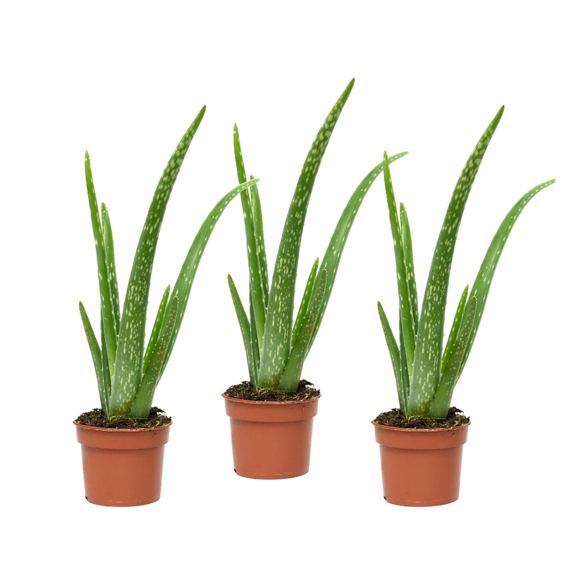 Lot de 3 x plantes d'Aloe Vera