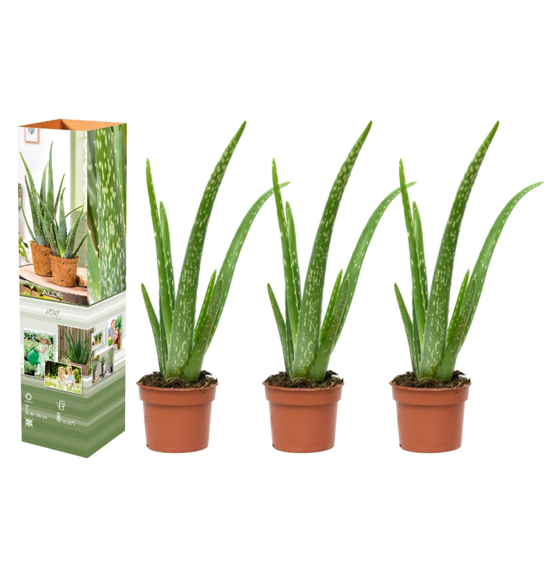 Lot de 3 x plantes d'Aloe Vera