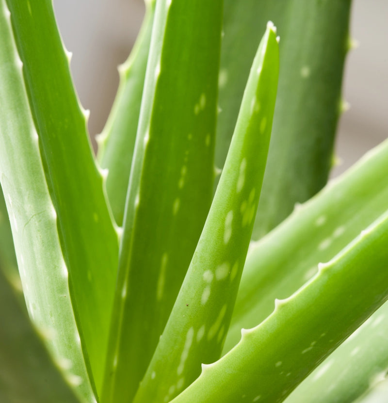 Lot de 6 x plantes d'Aloe Vera