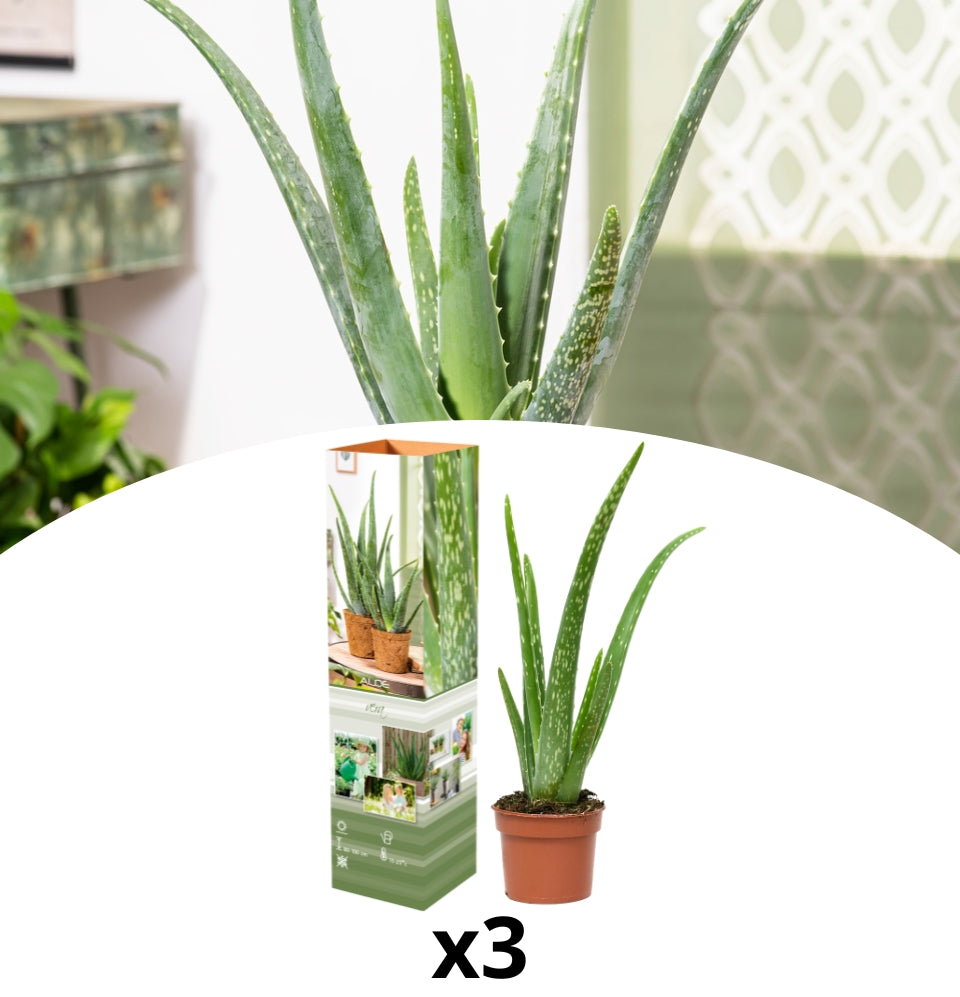 Conjunto de 3 x plantas de Aloe Vera