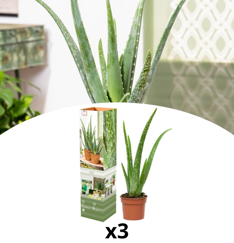 Lot de 3 x plantes d'Aloe Vera