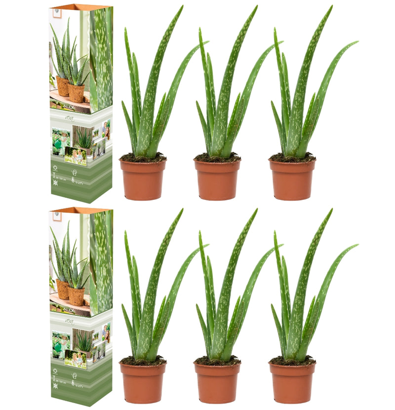 Lot de 6 x plantes d'Aloe Vera