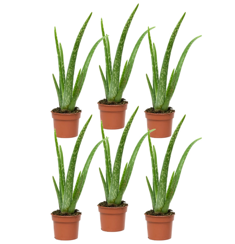 Conjunto de 6 x plantas de Aloe Vera