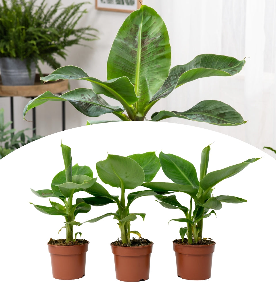 Juego de 3 plantas enanas orientales Musa