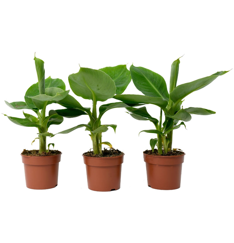 Lot de 3 x plantes naines orientales Musa