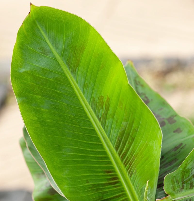 Lot de 3 x plantes naines orientales Musa