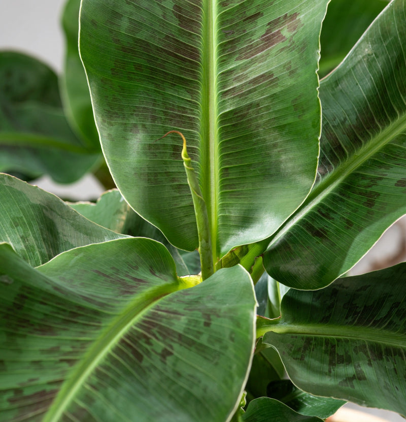 Mistura saudável de plantas de casa x 6