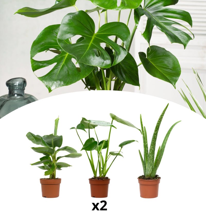 Mistura saudável de plantas de casa x 6