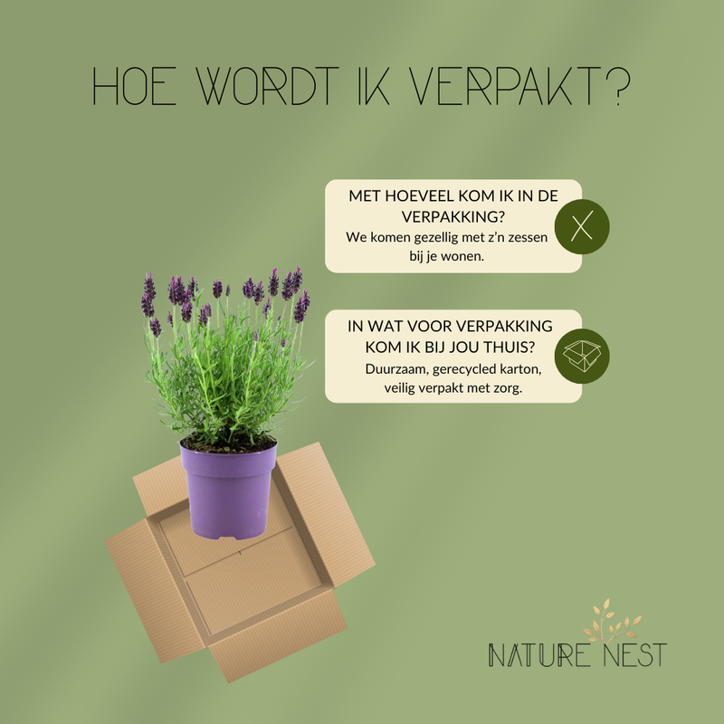 Set van 6 Franse lavendel planten | 6 x Ø12 cm ↕25 cm | Lavandula stoechas Anouk