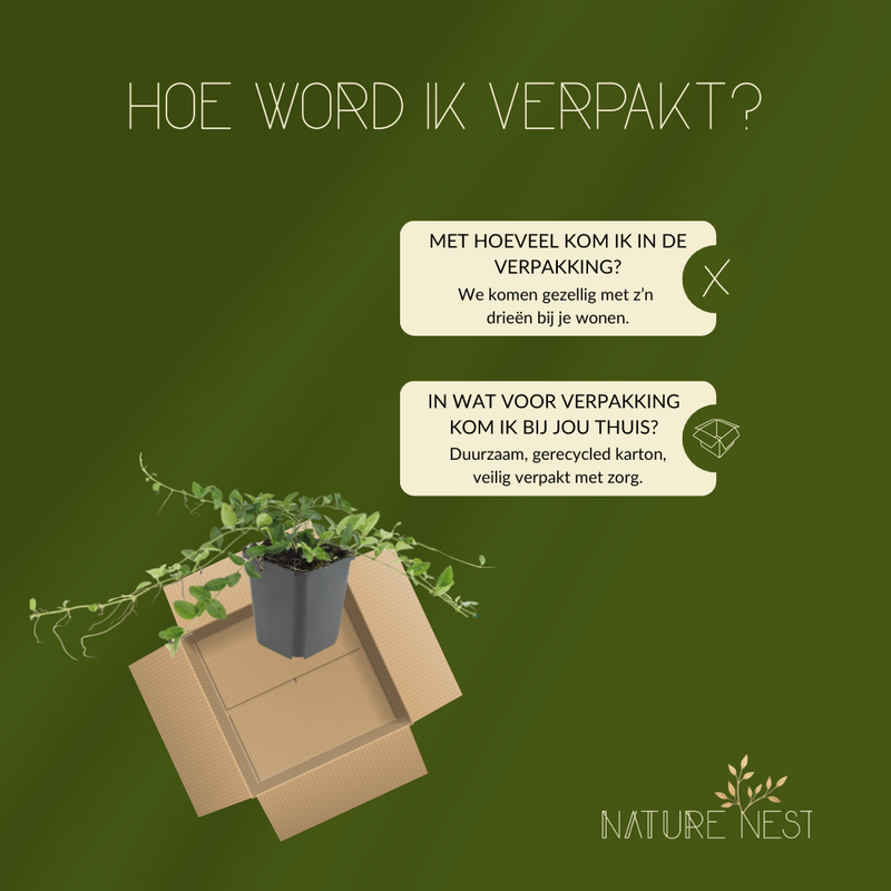 3 Witte Maagdenpalm planten | Vinca minor 'Alba' | Tuinplanten | Planten