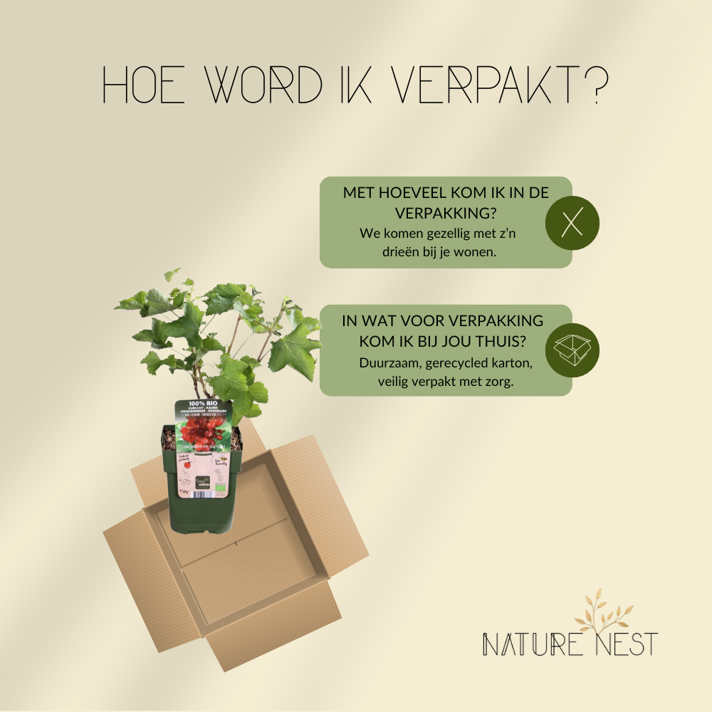 3 Kruisbessenplanten | 100% Biologische Fruitplanten | Kruisbessen