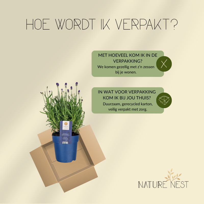 Set van 6 Winterharde Lavendelplanten | 6 x Ø12 cm ↕30 cm | Lavendula ang. Felice