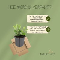 12 Asterplanten | Aster ageratoides 'Asran' | Tuinplanten | Planten