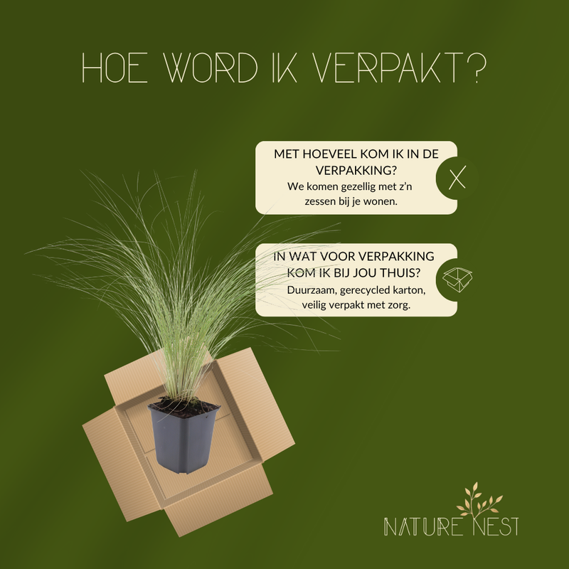 6 Federgras planten | Stipa tenuissima 'Ponytails' | Tuinplanten | Planten