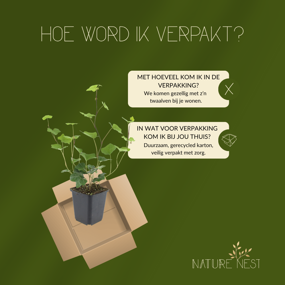 12 Atlantische Klimopplanten | Hedera Hibernica | Tuinplanten | Planten