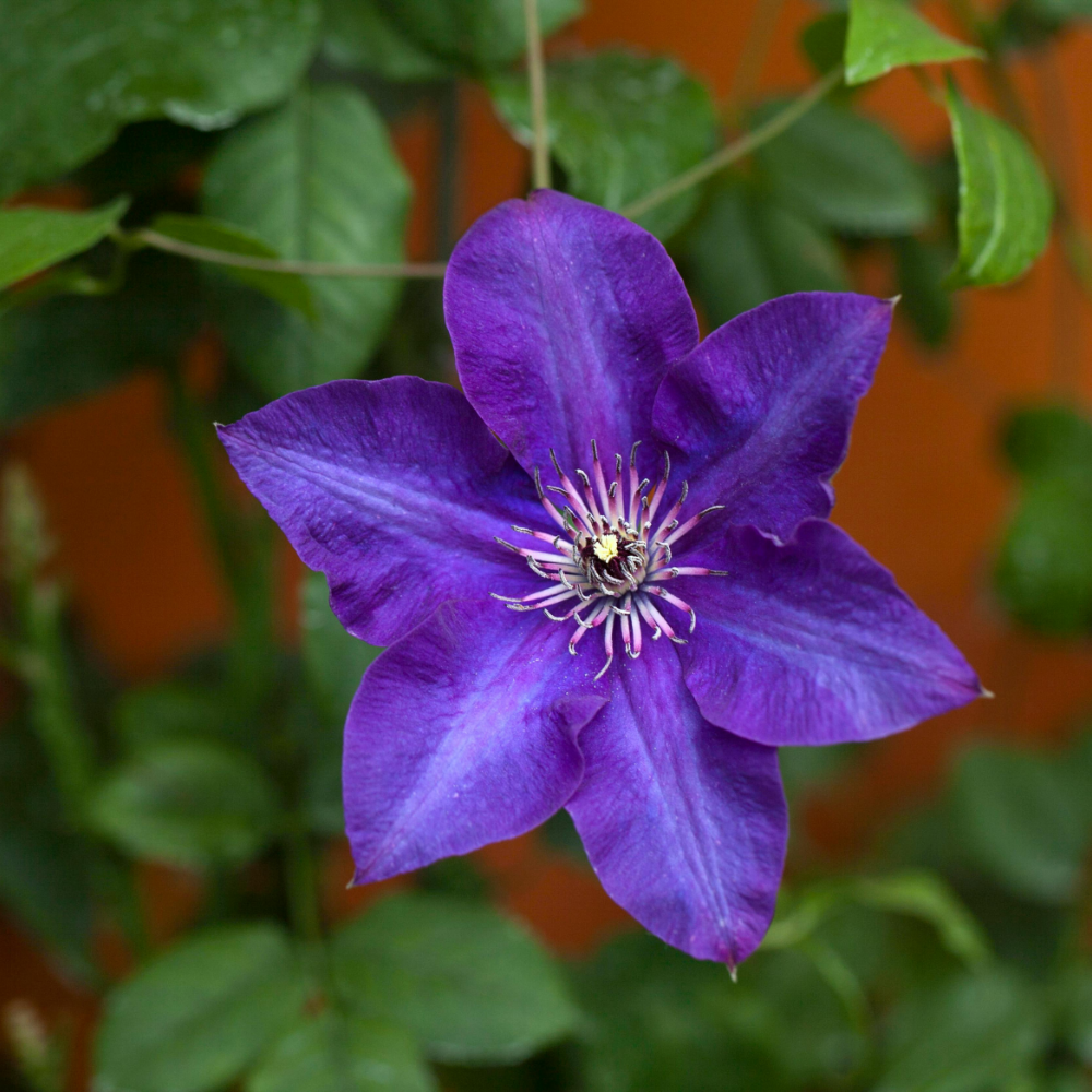 1 Clematis blauw ‘Clematis’ Ø23 cm ↕80 cm