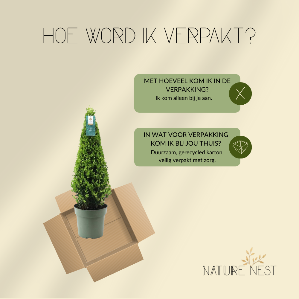 Ilex Crenata 'Jenny'