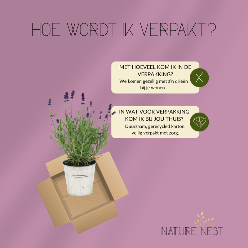 Set van 3 echte lavendelplanten in sierpot 'Deluxe' | 3 x Ø12 cm - ↕25 cm