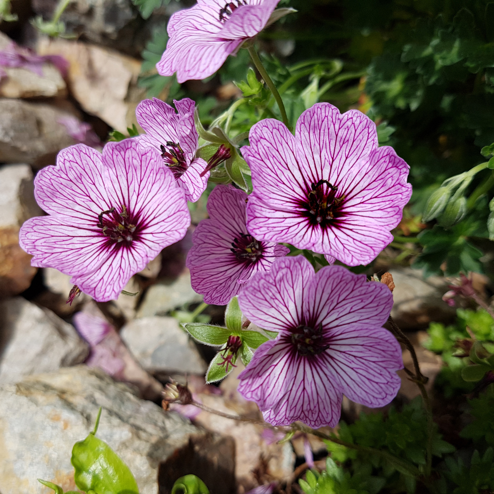 3 Ooievaarsbek ‘Geranium cinereum Ballerina’ Ø9 cm ↕15 cm