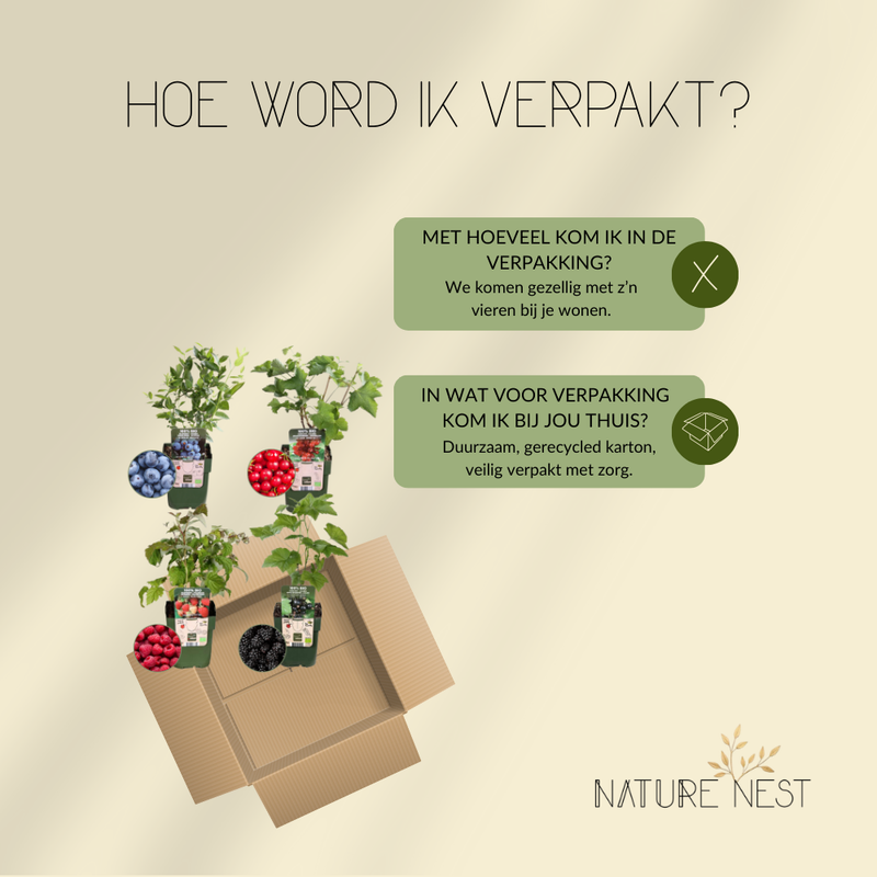 "Vruchtenparadijs" BIO Fruitplanten mix set van 4 verschillende soorten | 100% Biologisch gekweekt