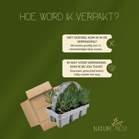 24 Witte lavendel planten - Lavendel angustifolia Edelweiss