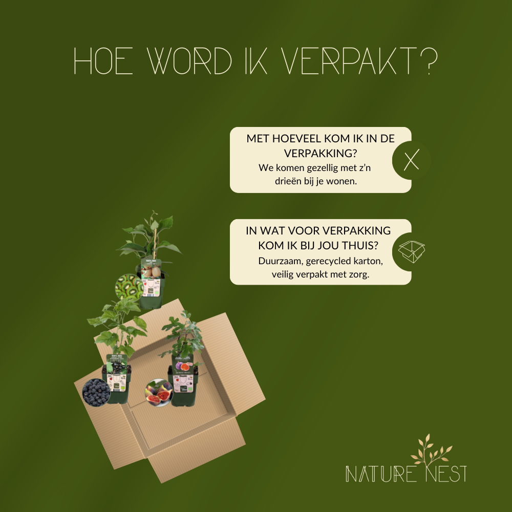 Bio Fruitplanten Mix 'Zoete Oogst' (3 stuks)