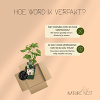 3 Bramenplanten | 100% Biologische Fruitplanten | Bramen | Tuinplanten