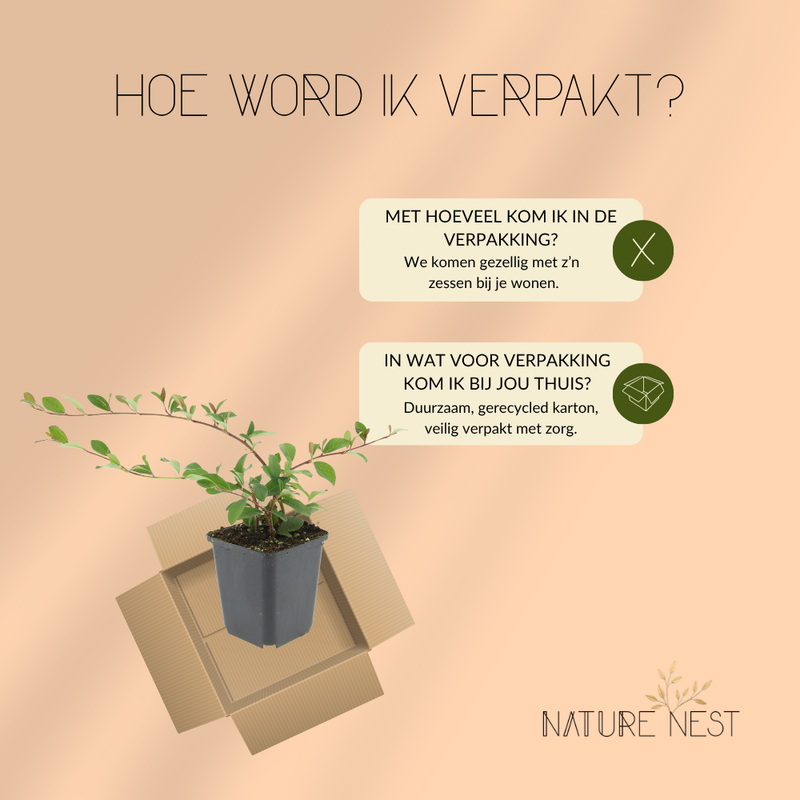 6 Dwergmispel Planten | Cotoneaster dammeri | Tuinplanten | Planten