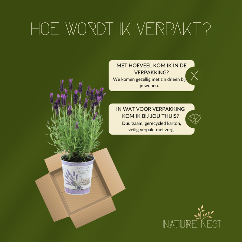 Set van 3 Franse lavendelplanten in sierpot 'Deluxe' | 3 x Ø12 cm - ↕25 cm