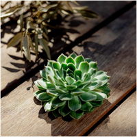 1 Succulent ‘Echeveria Pulidonis’ Ø12–14 cm ↕5 cm