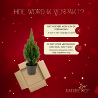 Picea Glauca 'Perfecta' (Tafelkerstboom)