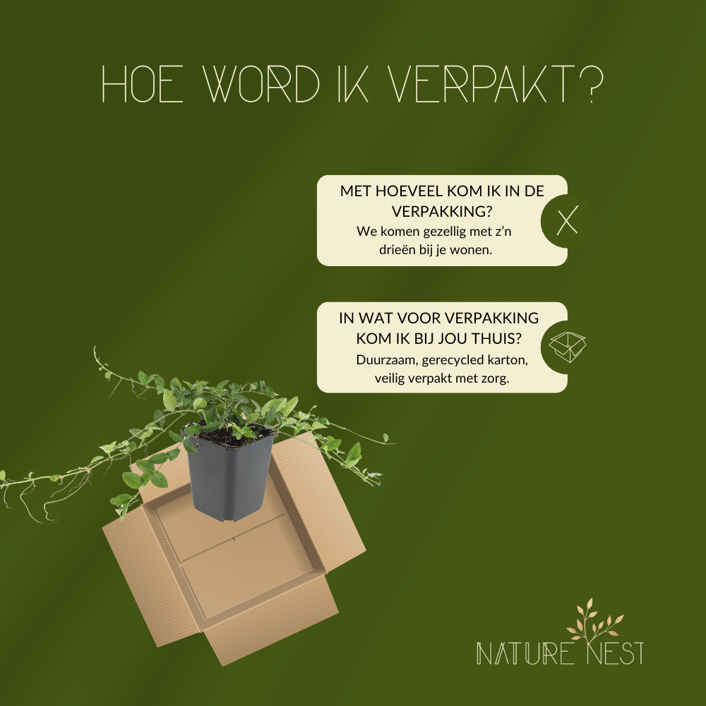 Vinca Minor (Maagdenpalm) Mix set van 3 in de kleuren blauw, paars of wit